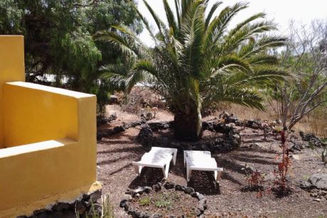 Kanarische Dattelpalme