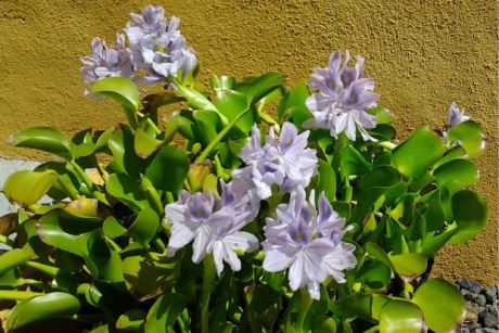 … und immer blüht etwas