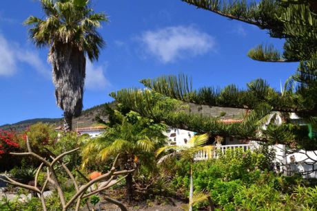 Beeindruckende Washingtonia Palme …