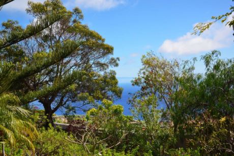 Vordergrund: Sattes Grün, Hintergrund El Hierro - was wünscht man mehr?