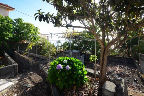 Japanische Wollmispel