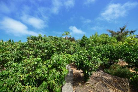 Avocado- und Orangenb�ume