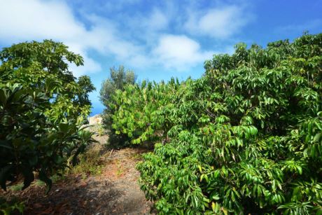 Avocado- und Orangenb�ume