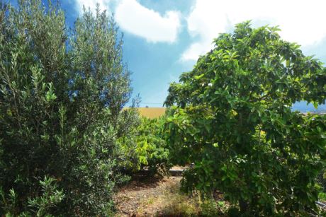 Avocado- und Orangenb�ume