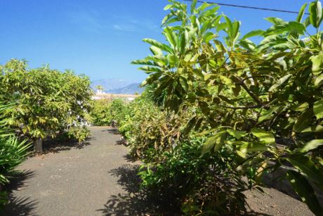 Gut tragende Fruchtbäume