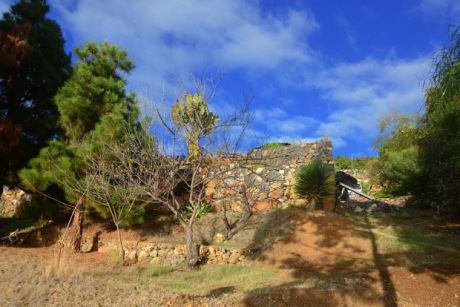 Schön eingewachsener Garten