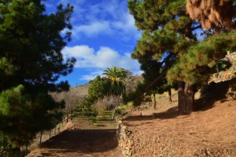 Schön eingewachsener Garten