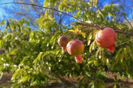 Granatäpfel