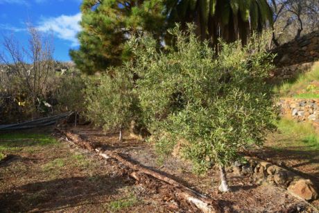 Olivenbäume