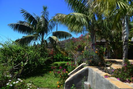 Schön eingewachsener Garten