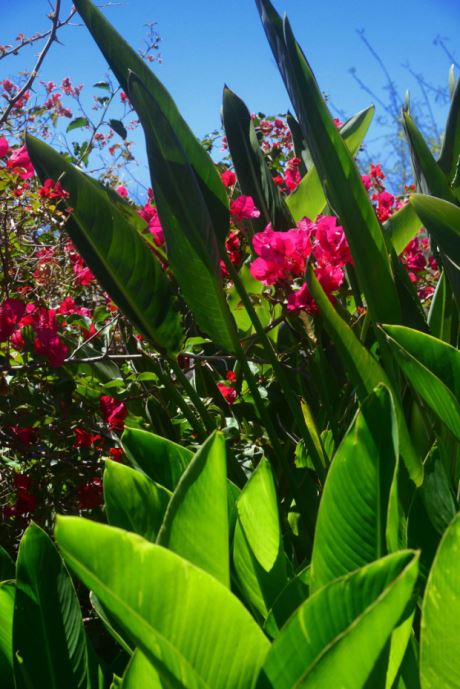 Ganzjährige Blütenpracht