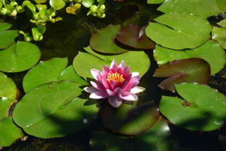 Seerose in voller Pracht