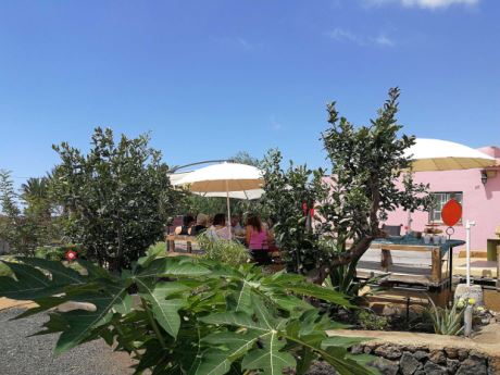 Papaya und Olivenbäume