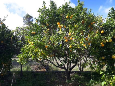 Orangenbume
