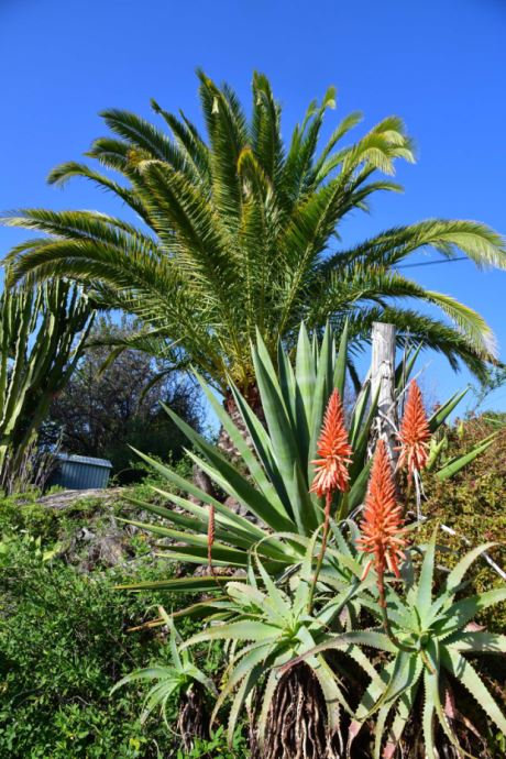 Palmen und Aloes