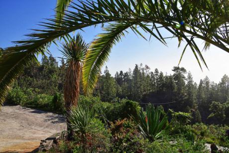 Palmen und Aloes