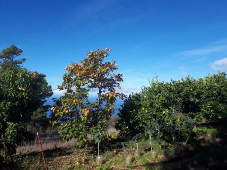 Fruchtbume