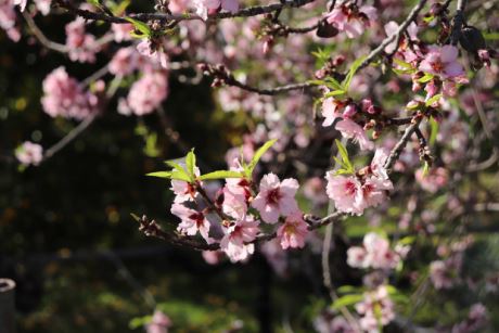 Mandelblüte