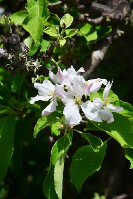 Apfelblüte