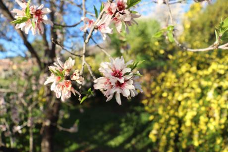 Mandelblüte