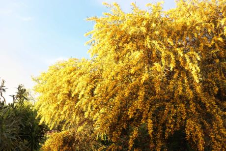 Alter Mimosenbaum