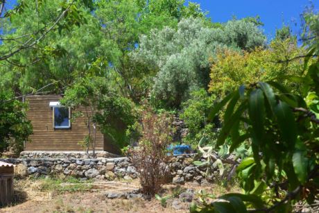 Frucht- und teils schon sehr gro�e Olivenb�ume, Werkstatt 2