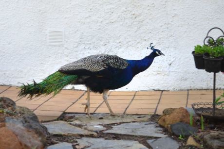 Pfau