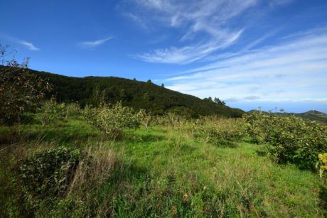 Ganzjhrig sattgrne Landschaft