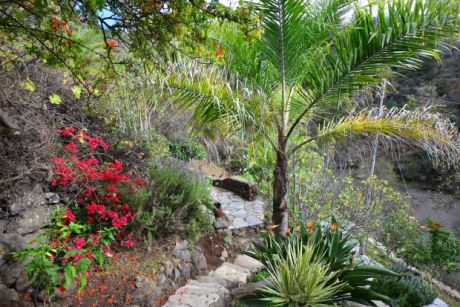 Sch�n eingewachsener Garten