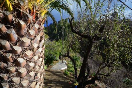 Alter Baum- und Palmenbestand