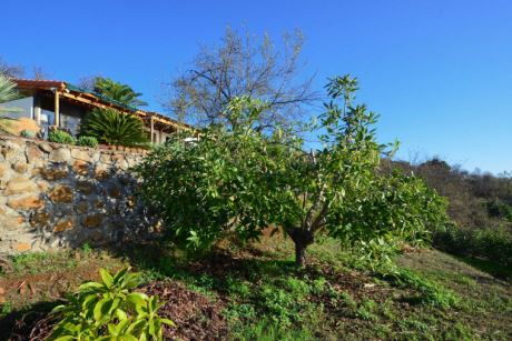 Avokadoterrasse