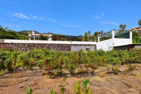 Untere Nutzgartenterrasse, Weinanbau