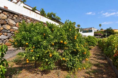 Mandarinenanbau
