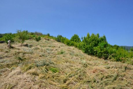 Viele Terrassen, die gerene wieder bepflanzt werden wrden