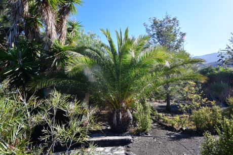 Gut eingewachsener Garten
