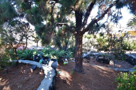 Gut eingewachsener Garten