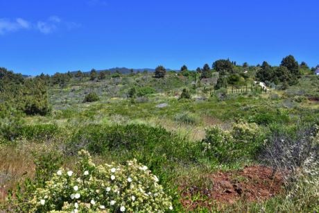 Blick von der unteren Grundstcksgrenze nach Norden