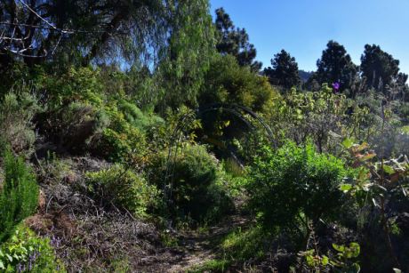 Sch�n eingewachsener Garten