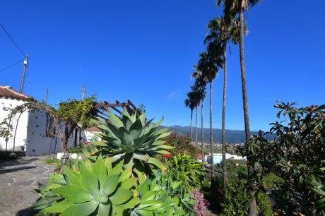 Schn eingewachsener Garten mit groen Palmen