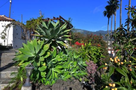 Schn eingewachsener Garten mit groen Palmen