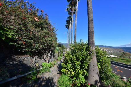 Schn eingewachsener Garten mit groen Palmen