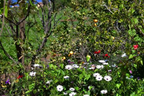 Schn angelegter Garten