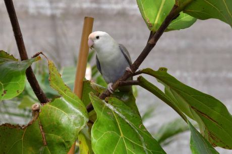Vogelvoliere
