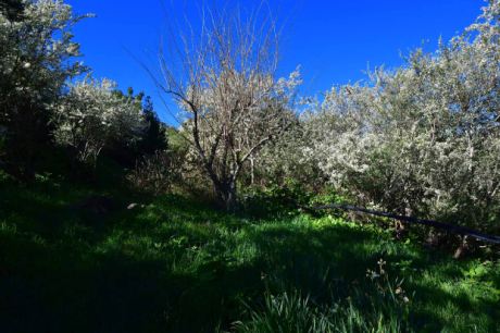 Obst- und Mandelb�ume