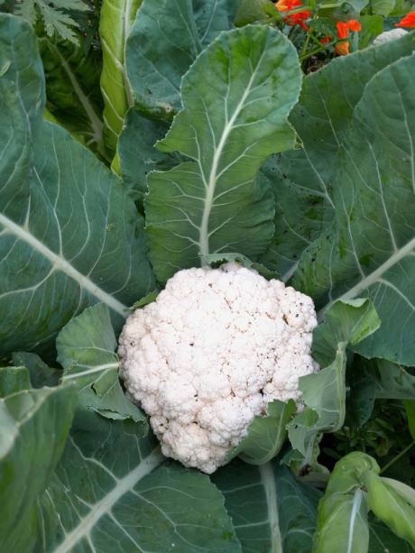 Reiche Ernte f�r Selbstversorger