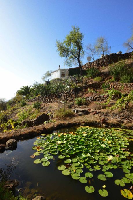 Gartenteich mit Seerosen