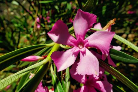 Oleander