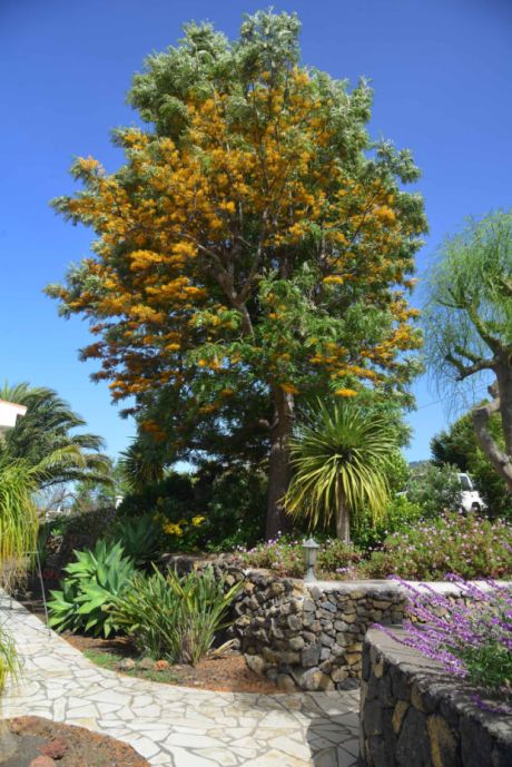 Australische Silbereiche in Bl�te