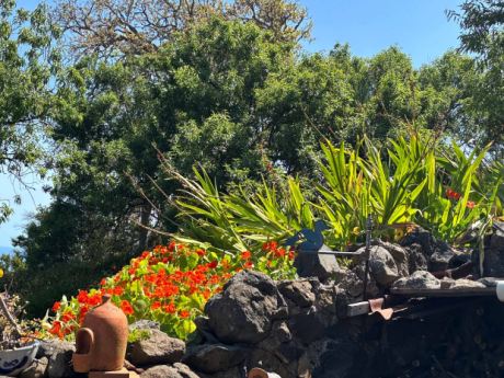 Gartenidyll mit Drachenb�umen und Atlantik