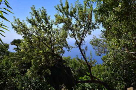 Sch�n angelegter und eingewachsener Garten